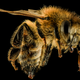 Image for article titled Ask An Entomologist Anything You Want About The Disappearance Of Bees